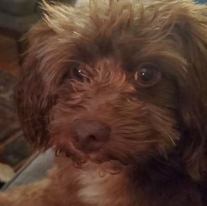 Meet your Posher, Ellen